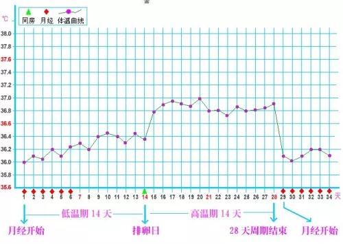 白带拉丝、乳房胀痛？女人，你的排卵期到了！