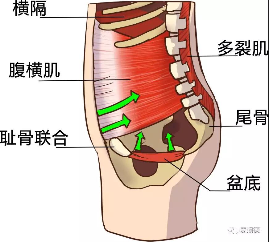 盆底这15条，你可能一条都不知道