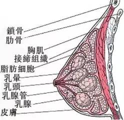 乳腺增生到乳腺癌的四个发展阶段,有几个女人懂得