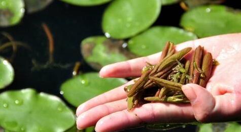 水生植物苗圃
