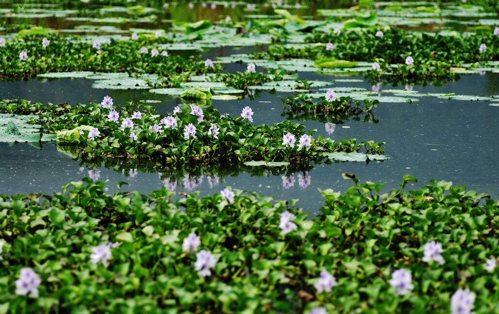 水生植物苗圃