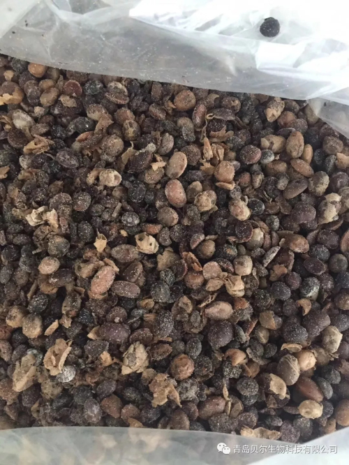 千足金12亿海藻微生物菌剂