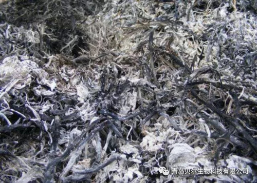 千足金12亿海藻微生物菌剂