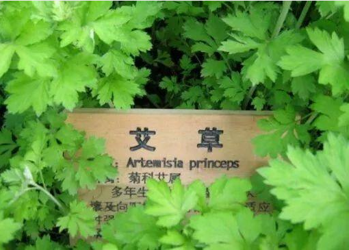 宛艾