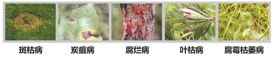 笑林5号-苗木花卉广谱性杀菌剂
