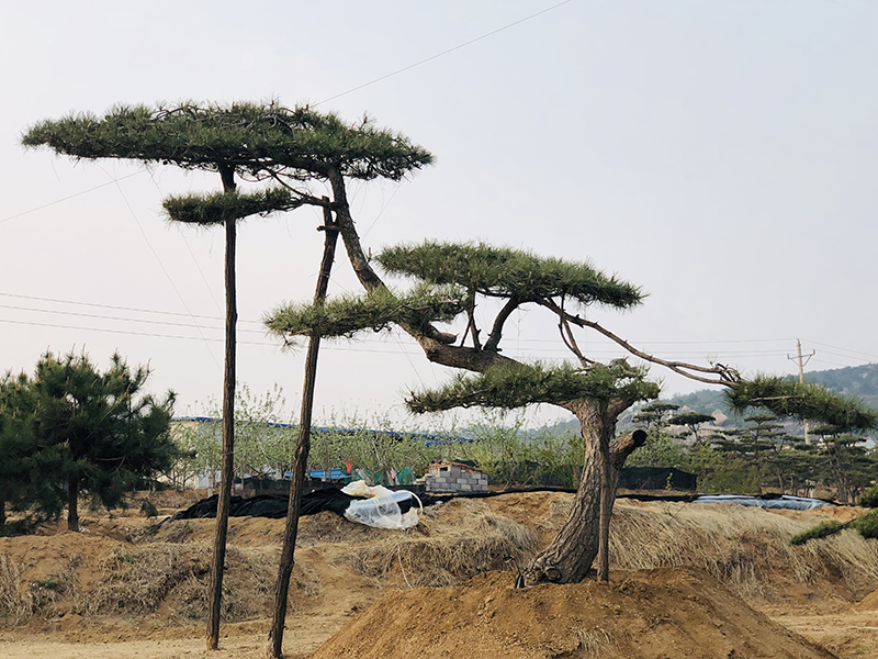 造型松 造型松价格