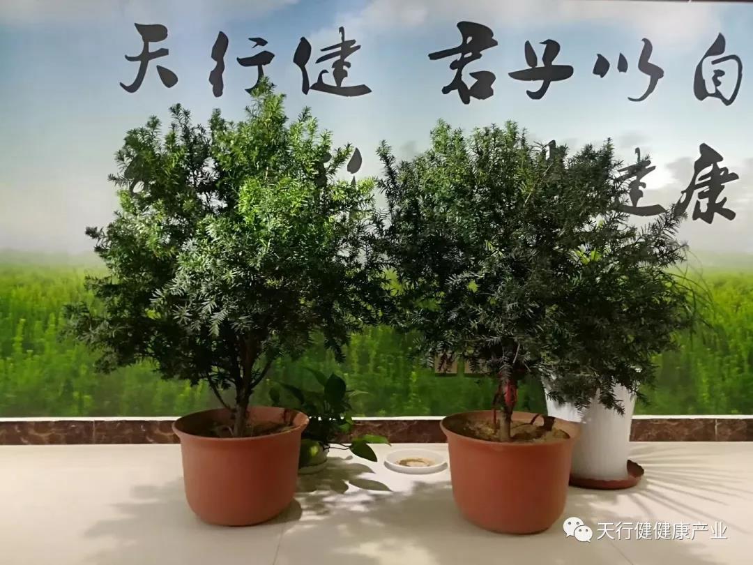 1556160924543576.jpg 红豆杉盆栽