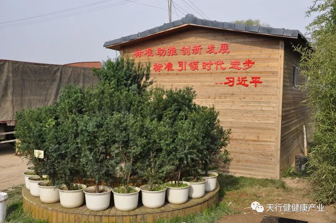 1556160964102688.jpg 红豆杉盆栽
