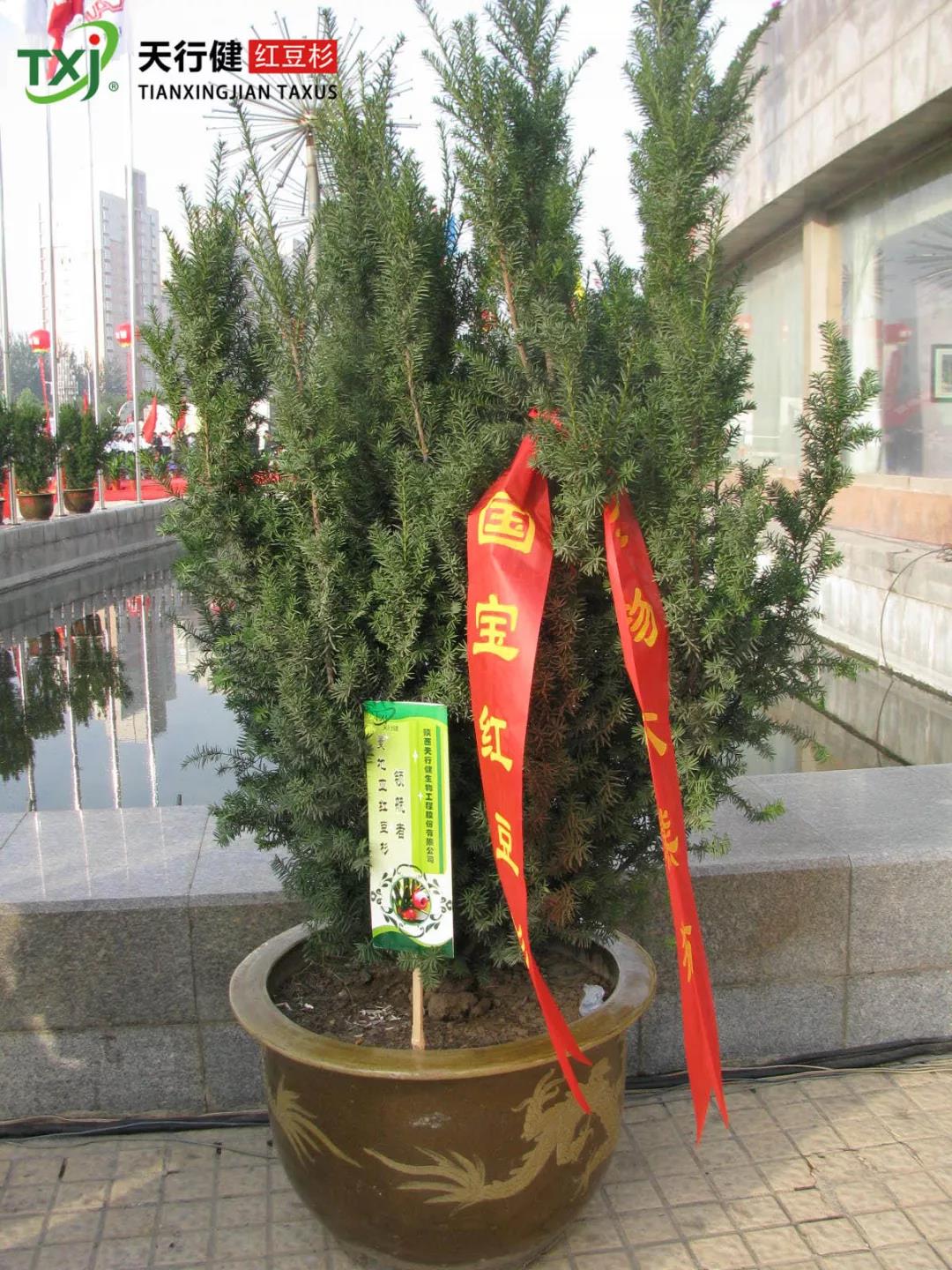 1556413338831661.jpg 红豆杉