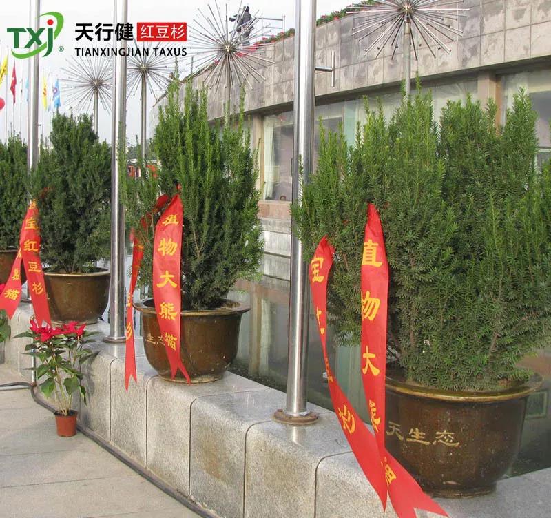 1556413346505482.jpg 红豆杉