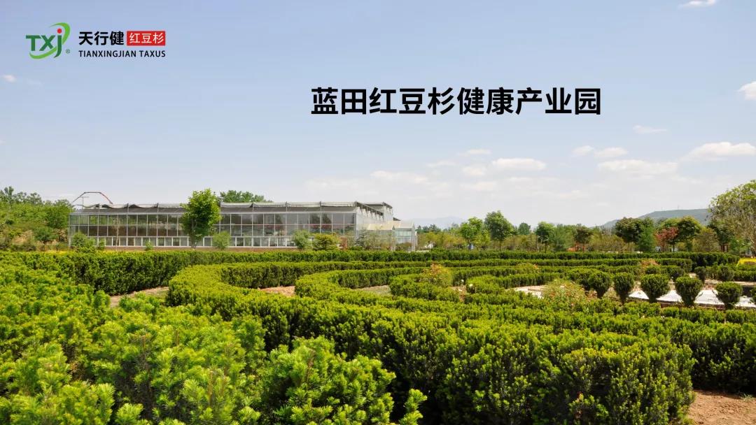 1556413371751416.jpg 红豆杉