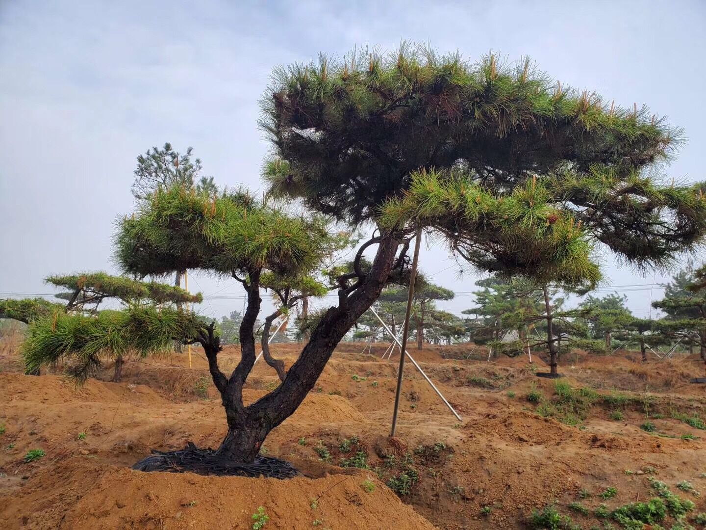 造型黑松