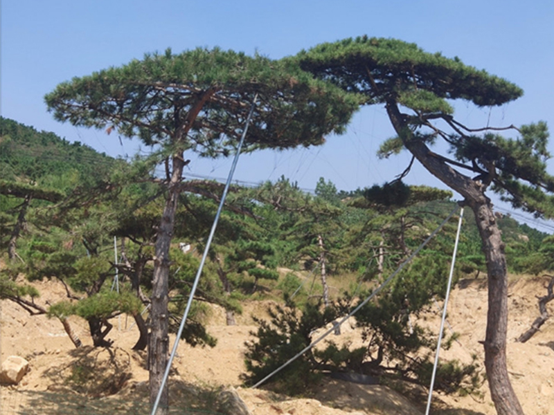 造型松 造型松