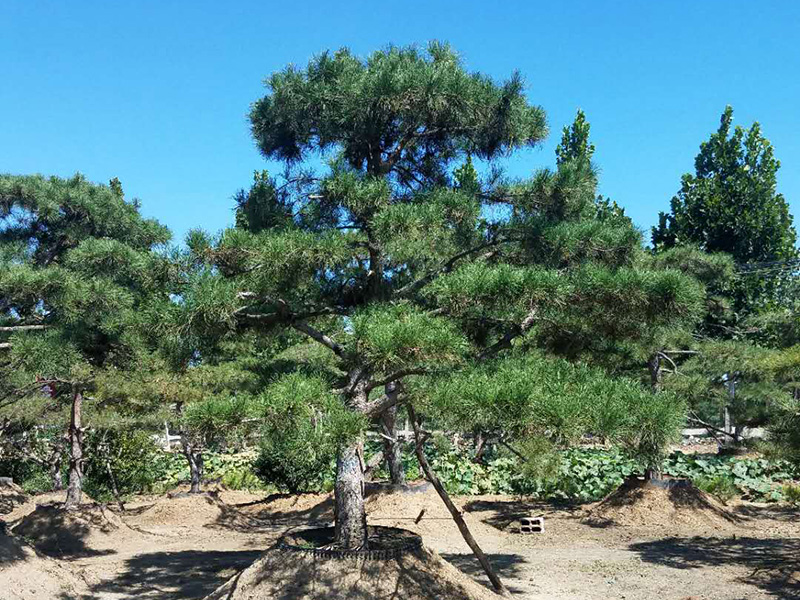 景观松 景观松