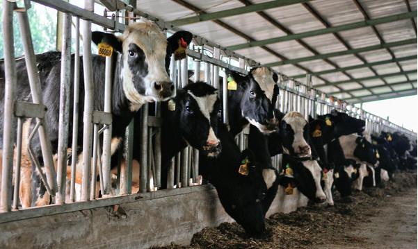 玉米压片饲喂奶牛实验数据分析对照