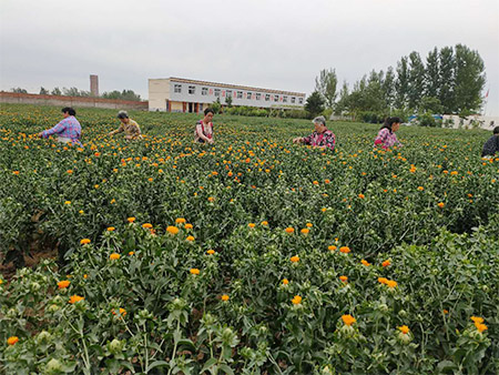 卫红花种植