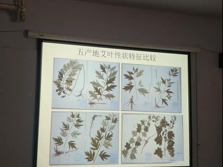 市中医药发展局举办艾叶研究报告会