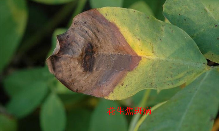 花生叶斑病