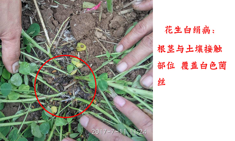 花生叶斑病