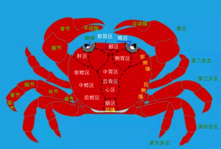 河蟹的形态结构都是什么样的内部结构都有哪些功能