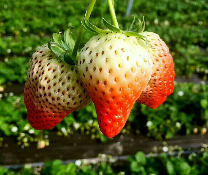 田园草莓采摘季