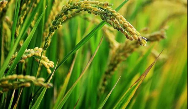 盘锦大米产地环境