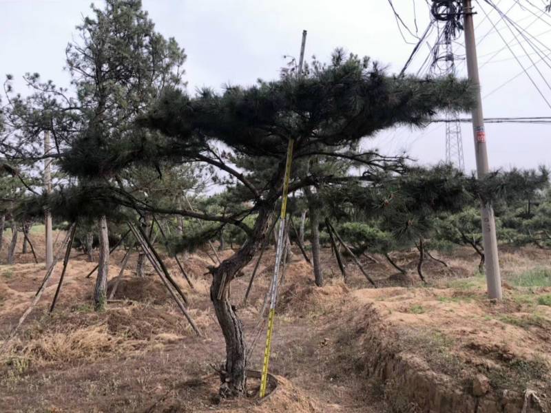 造型松 造型松价格