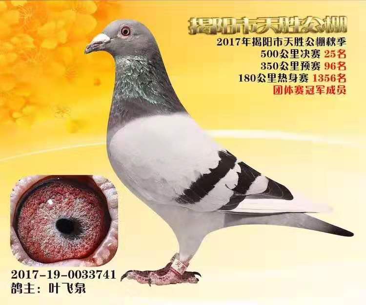 漳州信鸽饲料