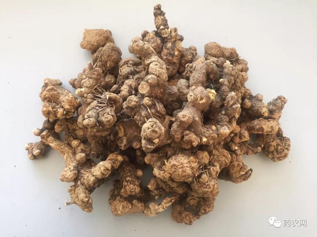 苍术走势浅解|种植技术-凤城市白旗镇浩霖中药材种植园