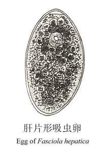 急性型 该病型多见于羊,常发于夏末和秋季,多因短期感染大量囊蚴
