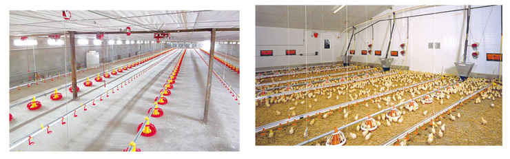 Automatic feeding line