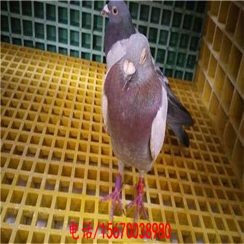 玻璃鋼格柵板