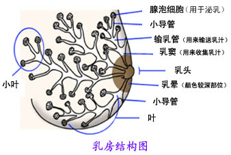 母乳分析