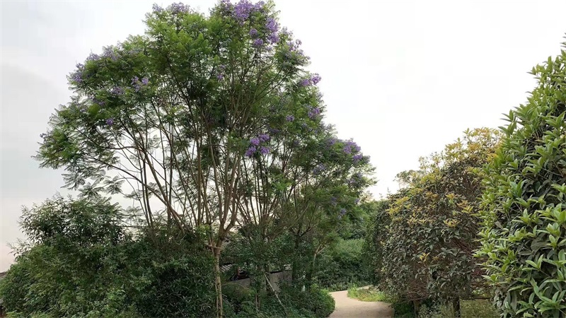 蓝花楹种植基地