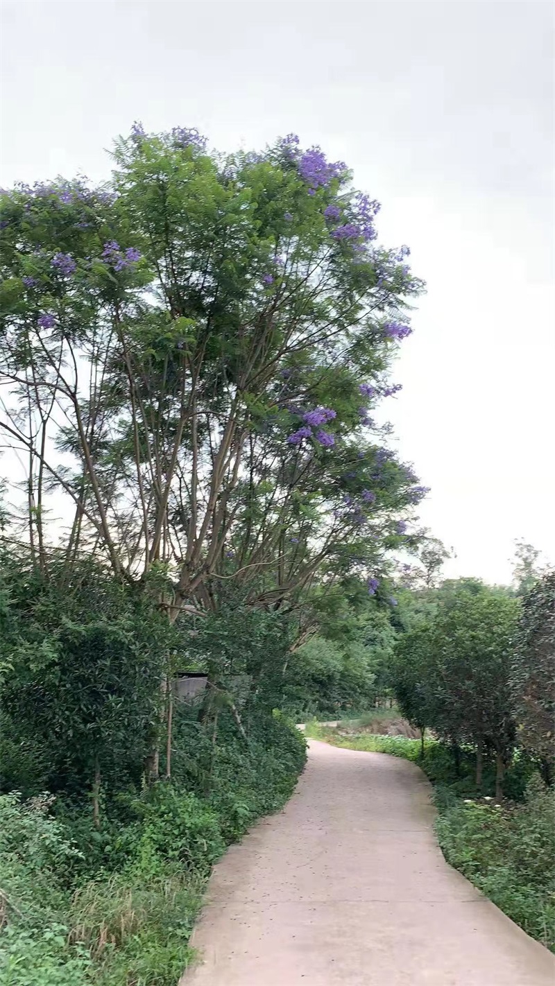 蓝花楹种植基地