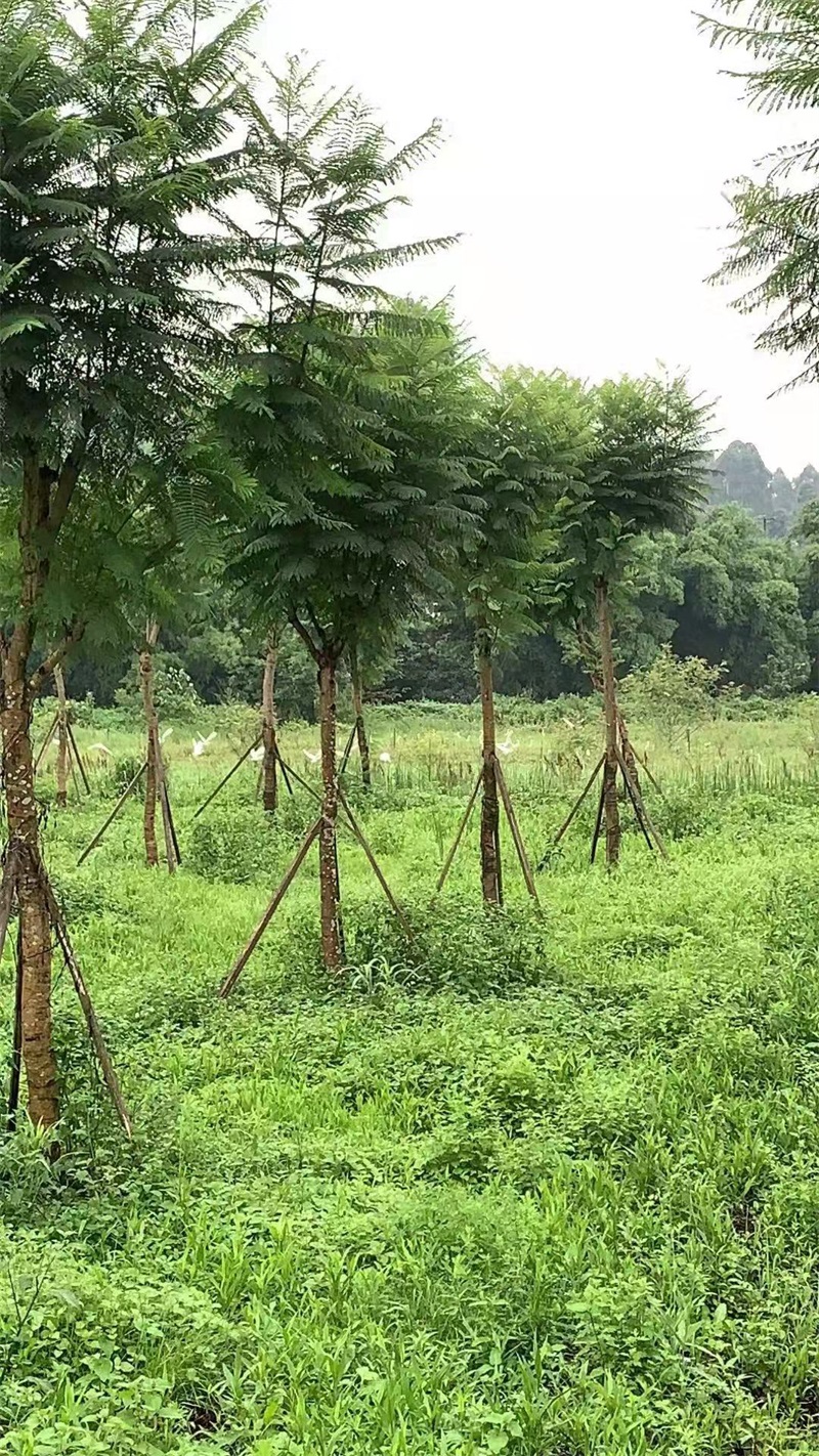 蓝花楹种植基地