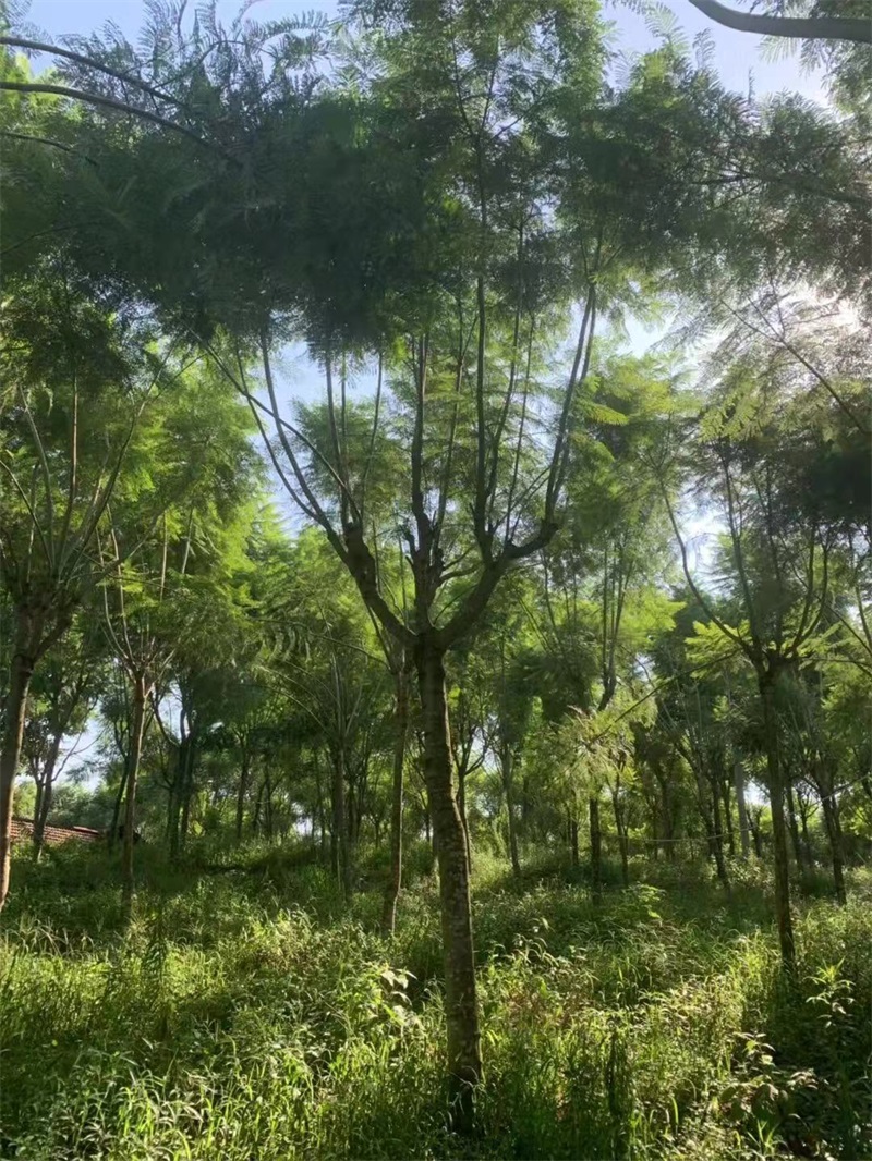 蓝花楹种植基地