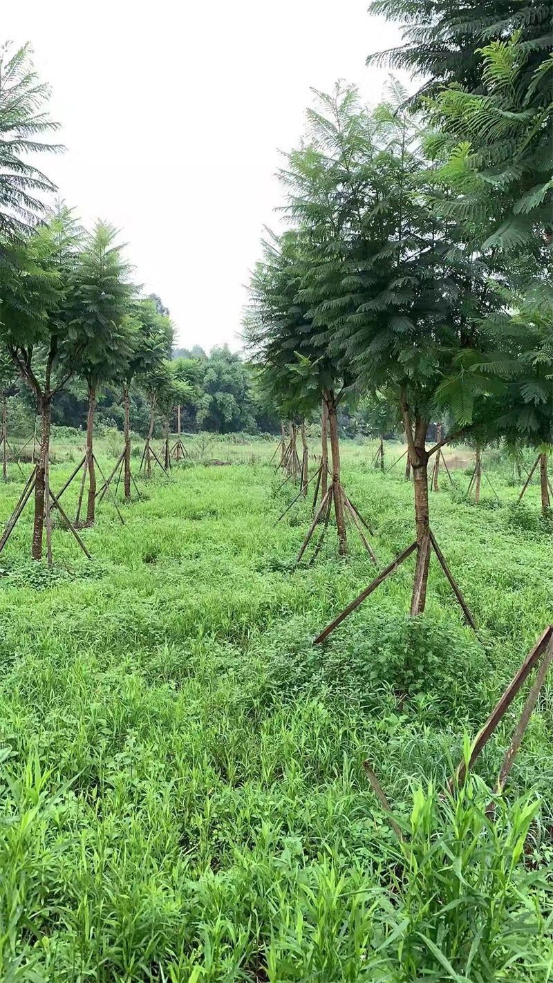 蓝花楹种植基地