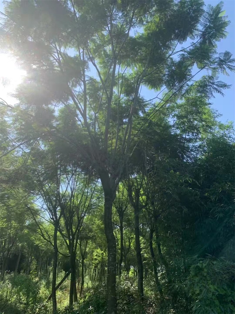 蓝花楹种植基地