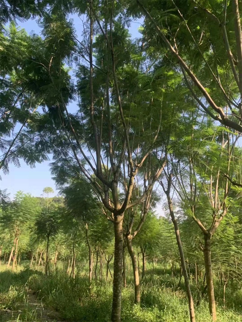 蓝花楹种植基地