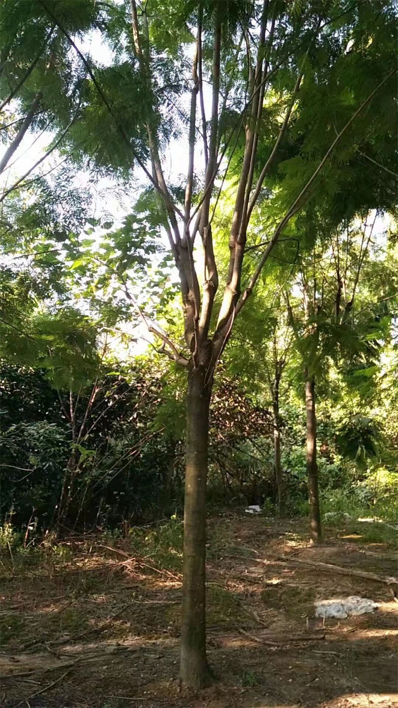 蓝花楹种植基地
