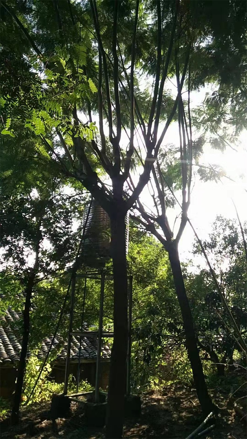 蓝花楹种植基地