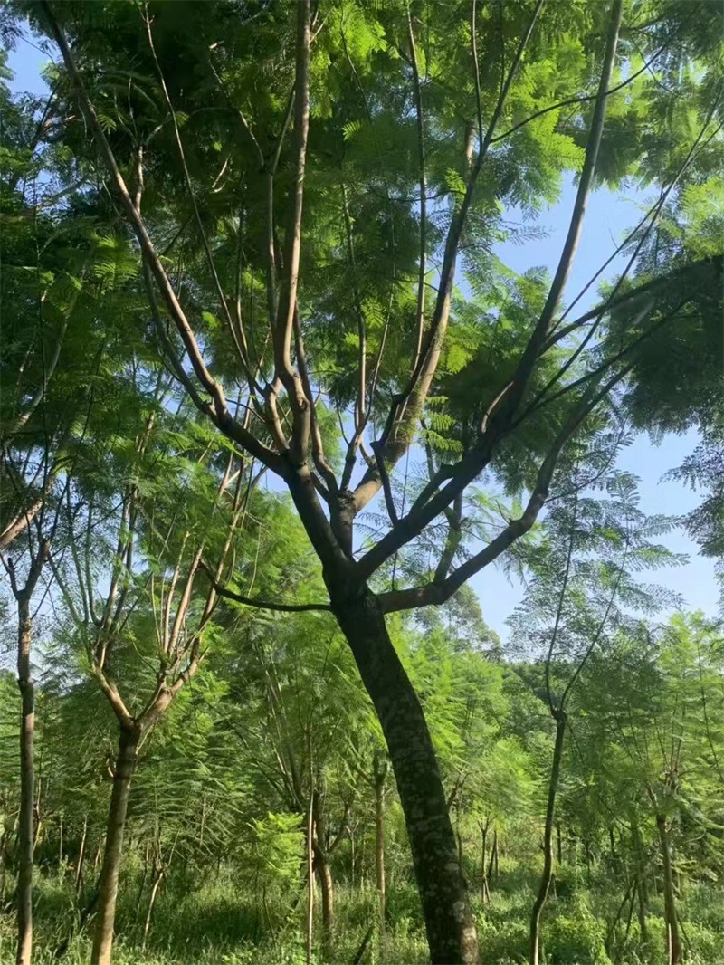 蓝花楹种植基地