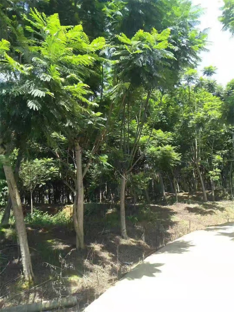 蓝花楹种植基地