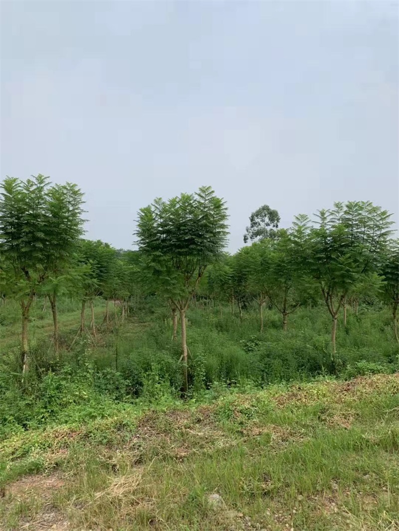 蓝花楹种植基地