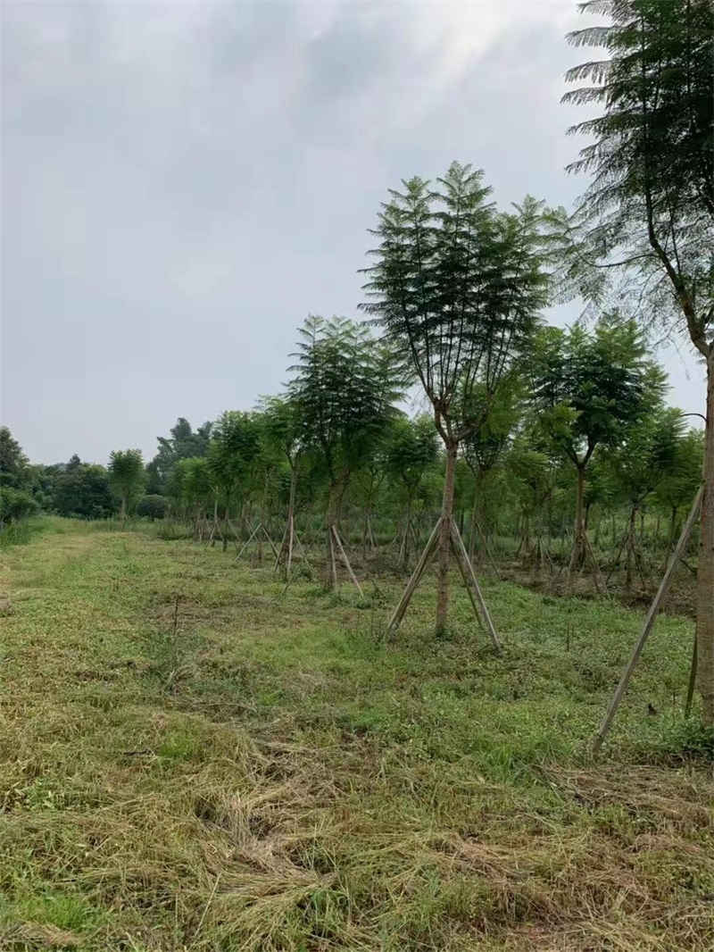 蓝花楹种植基地