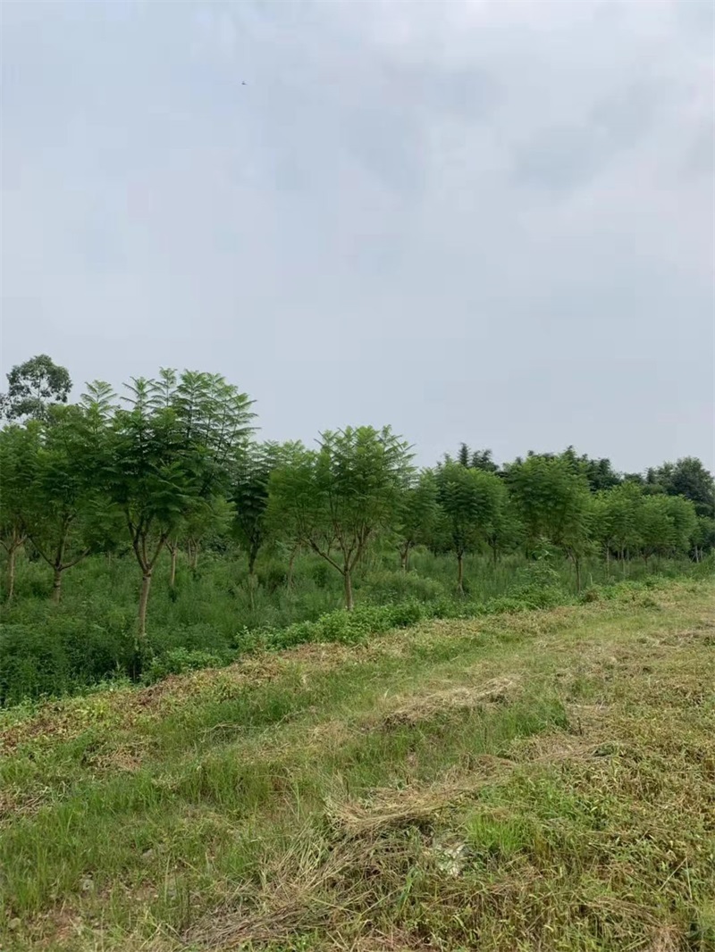 蓝花楹种植基地