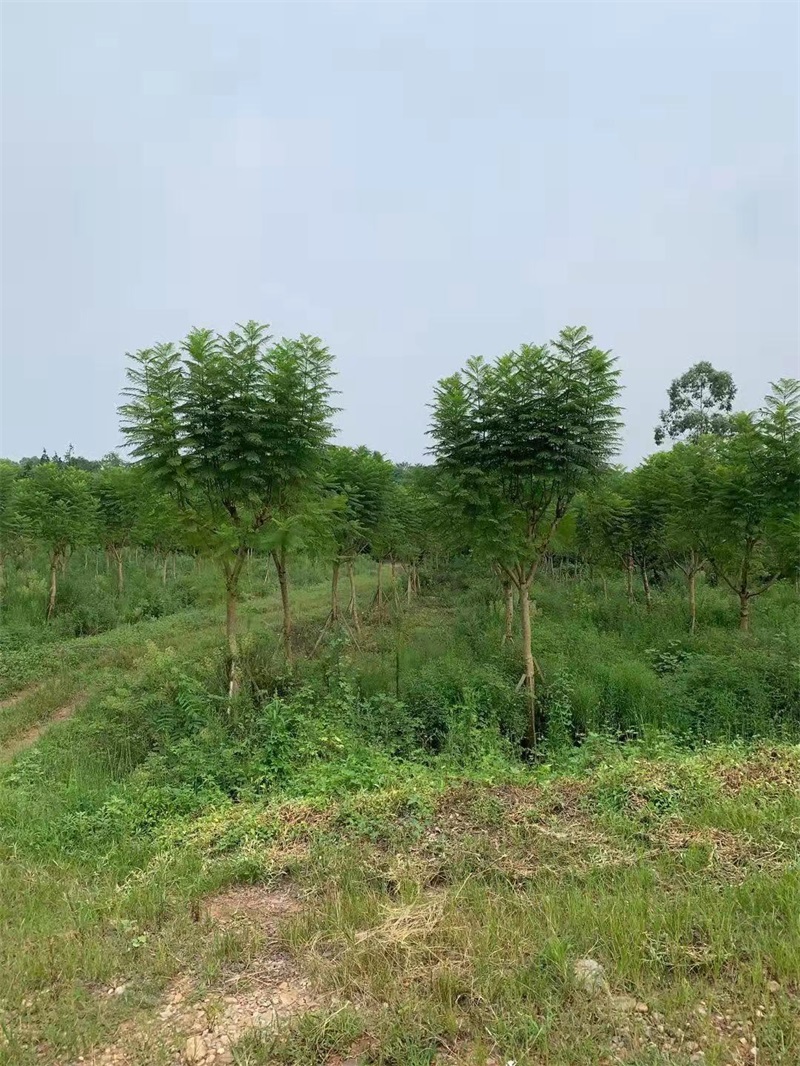 蓝花楹种植基地