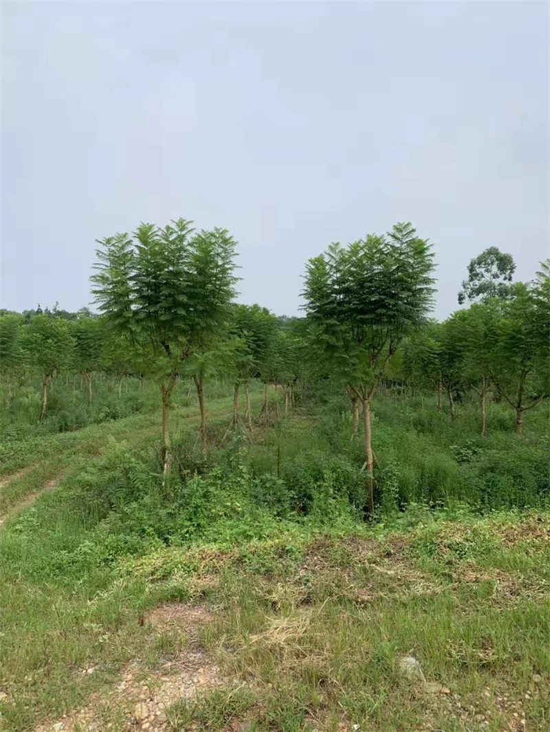 蓝花楹种植基地