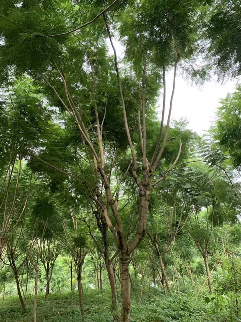 蓝花楹种植基地
